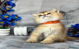 British Shorthair cats for sale: STUNNING TICA BRITISH SHORTHAIR/LONGHAIR KITTENS - Image 7