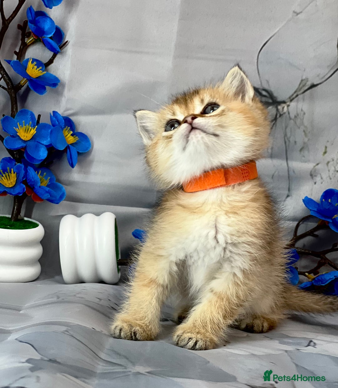 British Shorthair cats for sale: STUNNING TICA BRITISH SHORTHAIR/LONGHAIR KITTENS - Image 7