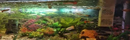 Other/Mixed Breed fish for sale: Guppies - Advert 2