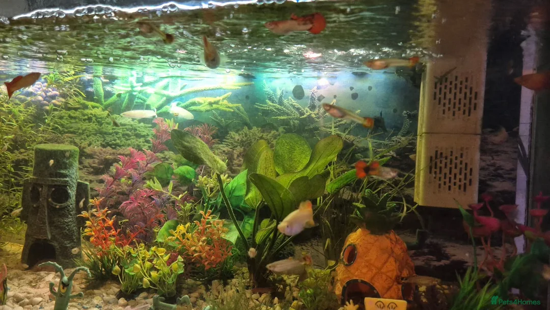 Other/Mixed Breed fish for sale: Guppies - Advert 2