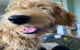 Mini Goldendoodle dogs for sale: Goldendoodle Girl - Image 3