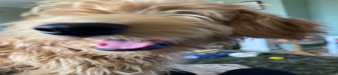 Mini Goldendoodle Puppy 1