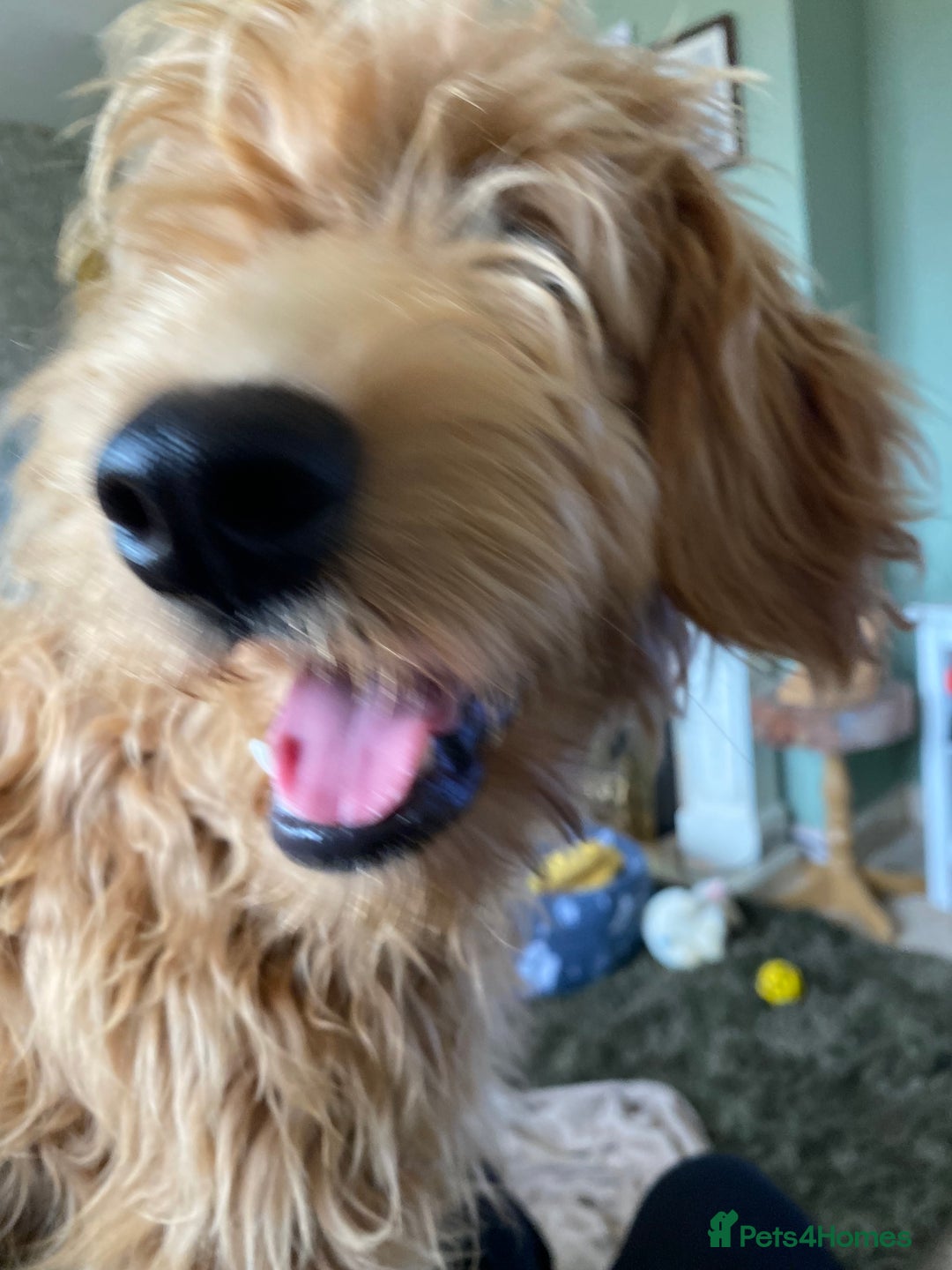 Mini Goldendoodle dogs for sale: Goldendoodle Girl - Image 3