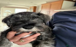 Miniature Schnauzer dogs for sale: Ready for our forever home’s miniature schnauzers  - Image 6