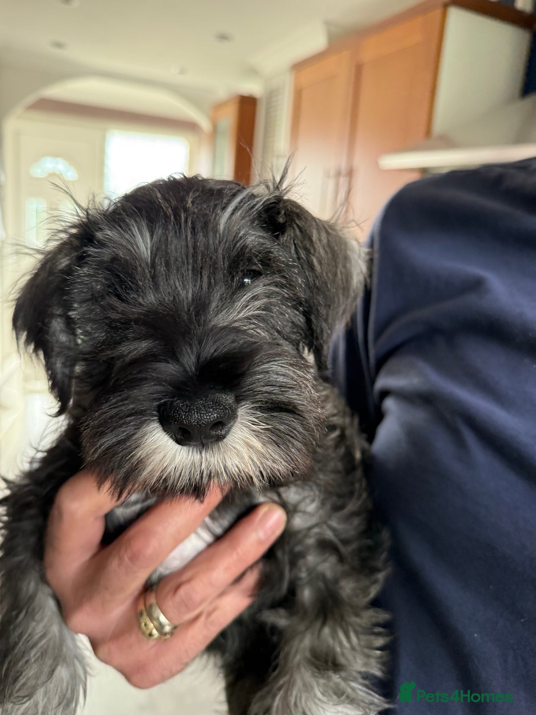 Miniature Schnauzer dogs for sale: Ready for our forever home’s miniature schnauzers  - Image 6