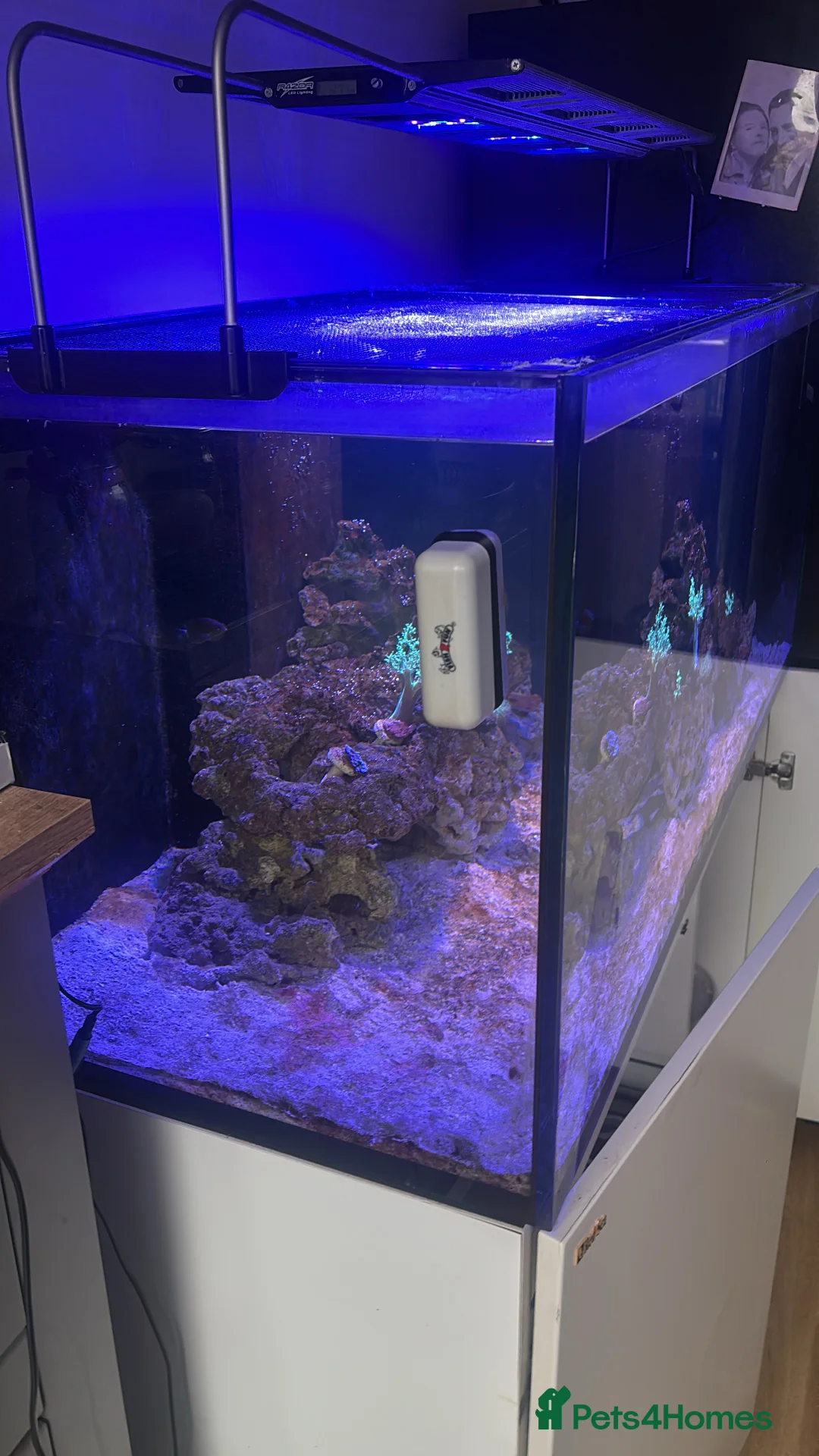 Angelfish fish for sale: Marine fish  - Advert 5