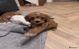 Mixed Breed dogs for sale: Cavapoo X Shihpoo puppies for sale - Image 4