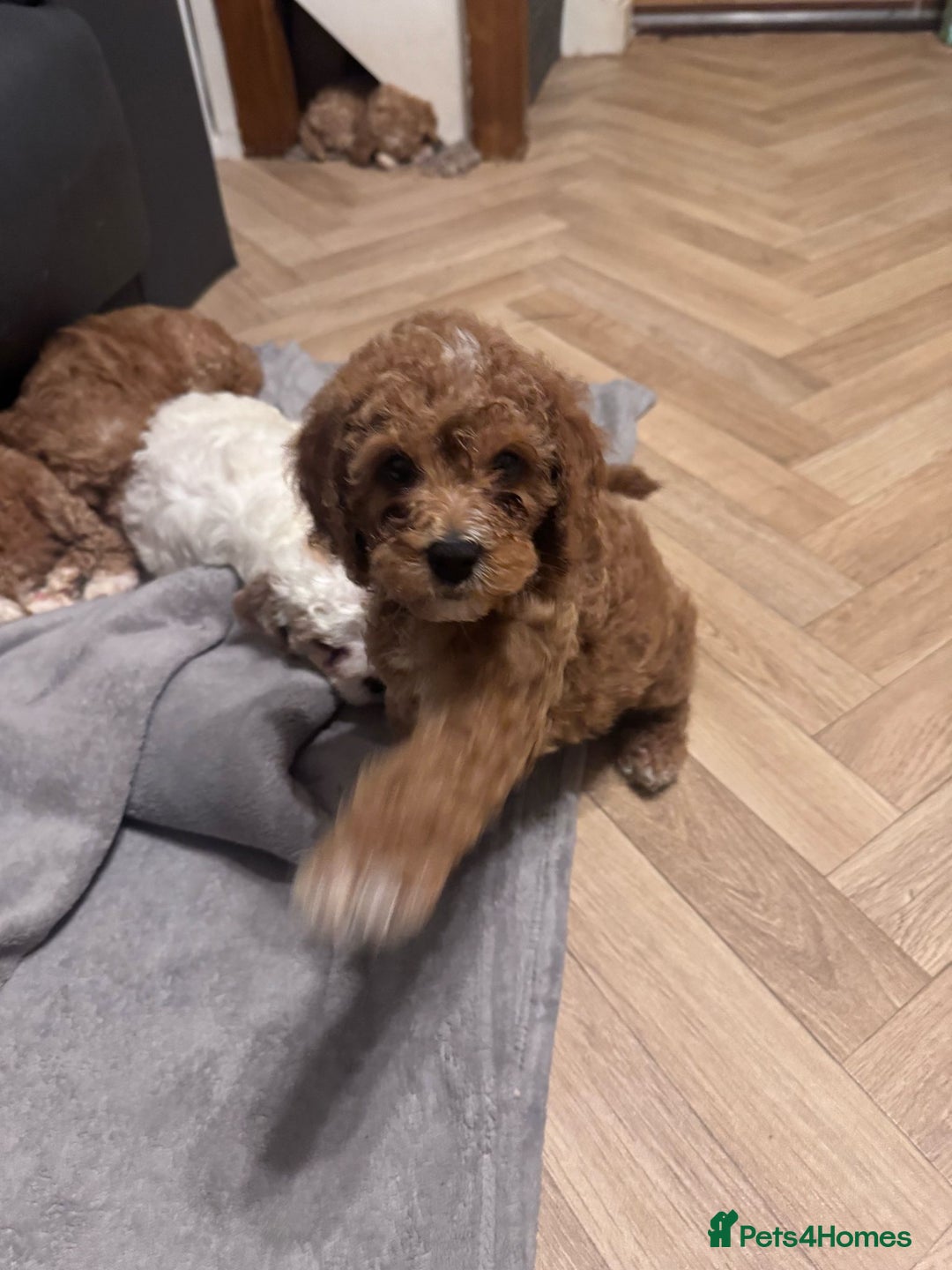 Mixed Breed dogs for sale: Cavapoo X Shihpoo puppies for sale - Image 4