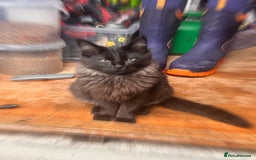 Ragdoll cats for sale: Calico Ragdoll kitten  - Image 5