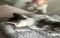 Mixed Breed cats for sale: 2 boy kitten left for sale  - Image 5