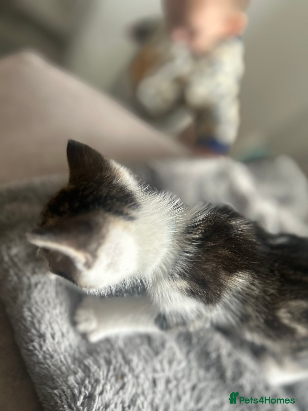 Mixed Breed cats for sale: 2 boy kitten left for sale  - Image 5