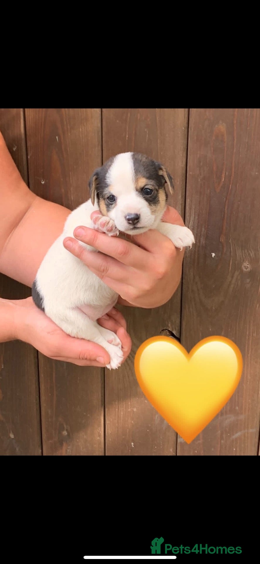 Jack Russell dogs Stunning jack russel X chihuahua girls - Advert 2