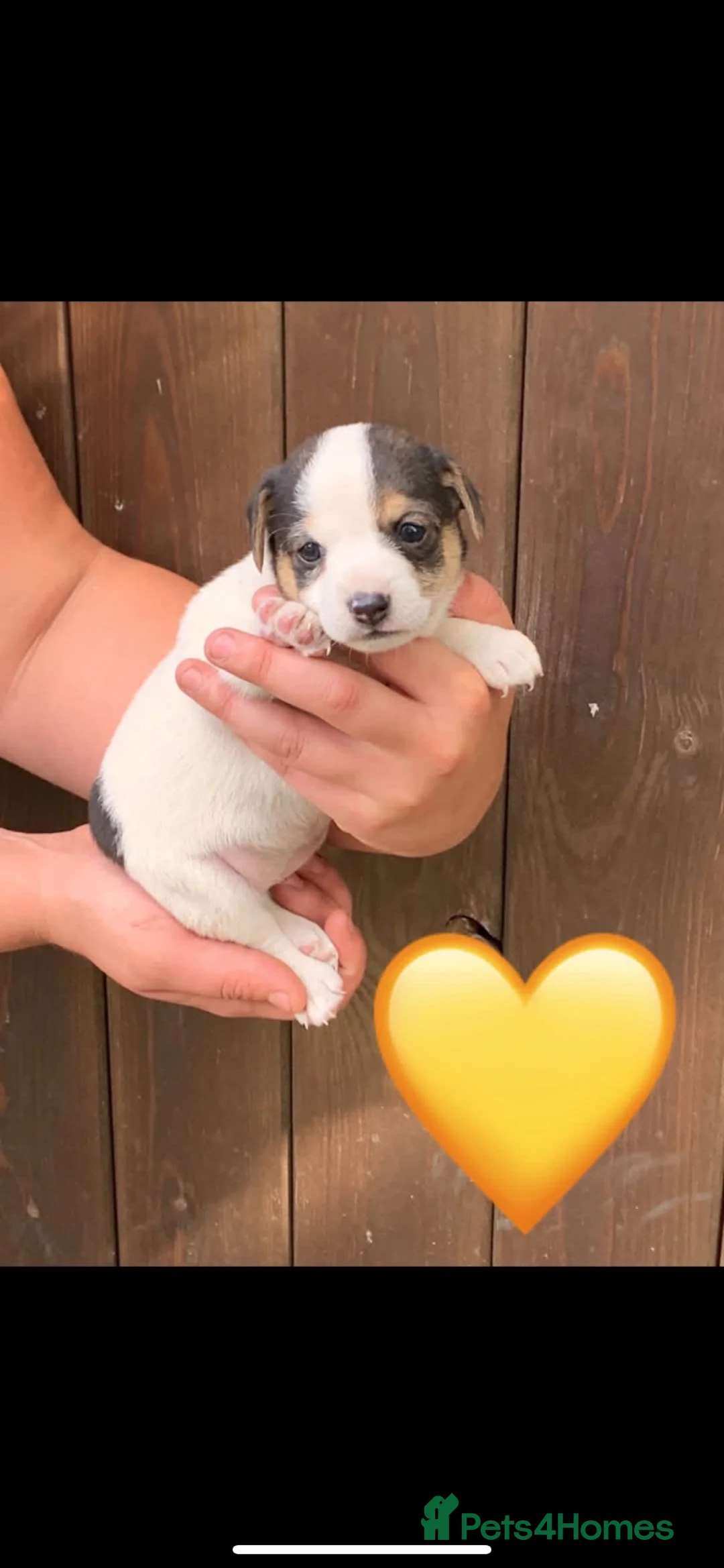 Jack Russell dogs for sale: Stunning jack russel X chihuahua girls - Advert 2