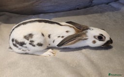 English Spot rabbits for sale: Baby English spot - Image 6