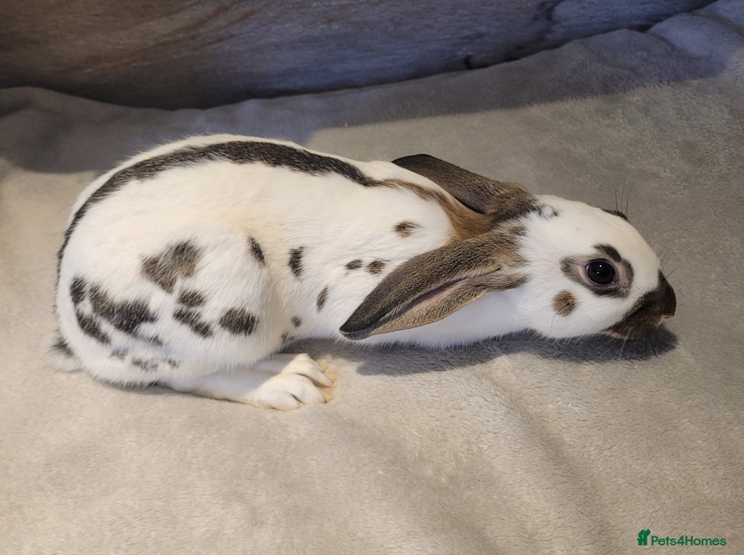 English Spot rabbits for sale: Baby English spot - Image 6