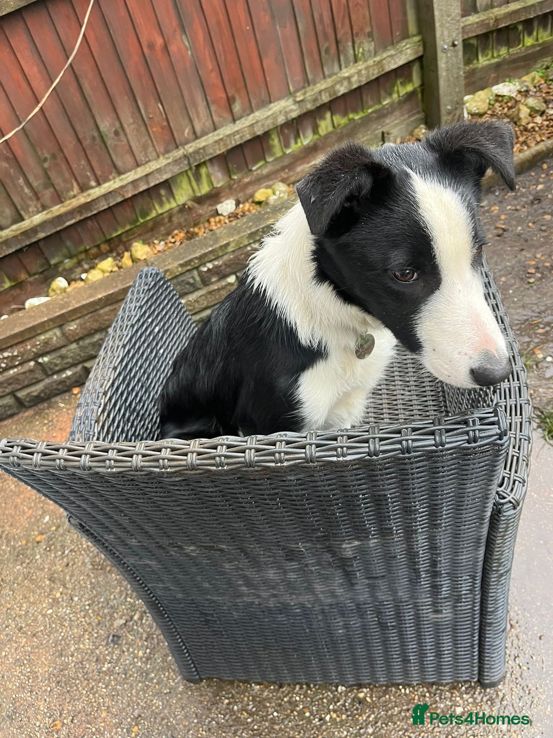 Border Collie dogs for sale: Alex is looking for his forever home  - Advert 1