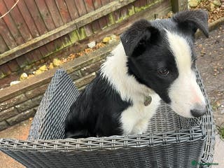 Border Collie dogs Alex is looking for his forever home - Advert 6