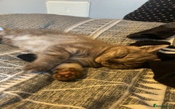 British Shorthair cats for sale: Last beautiful little British short haired boy  - Image 6