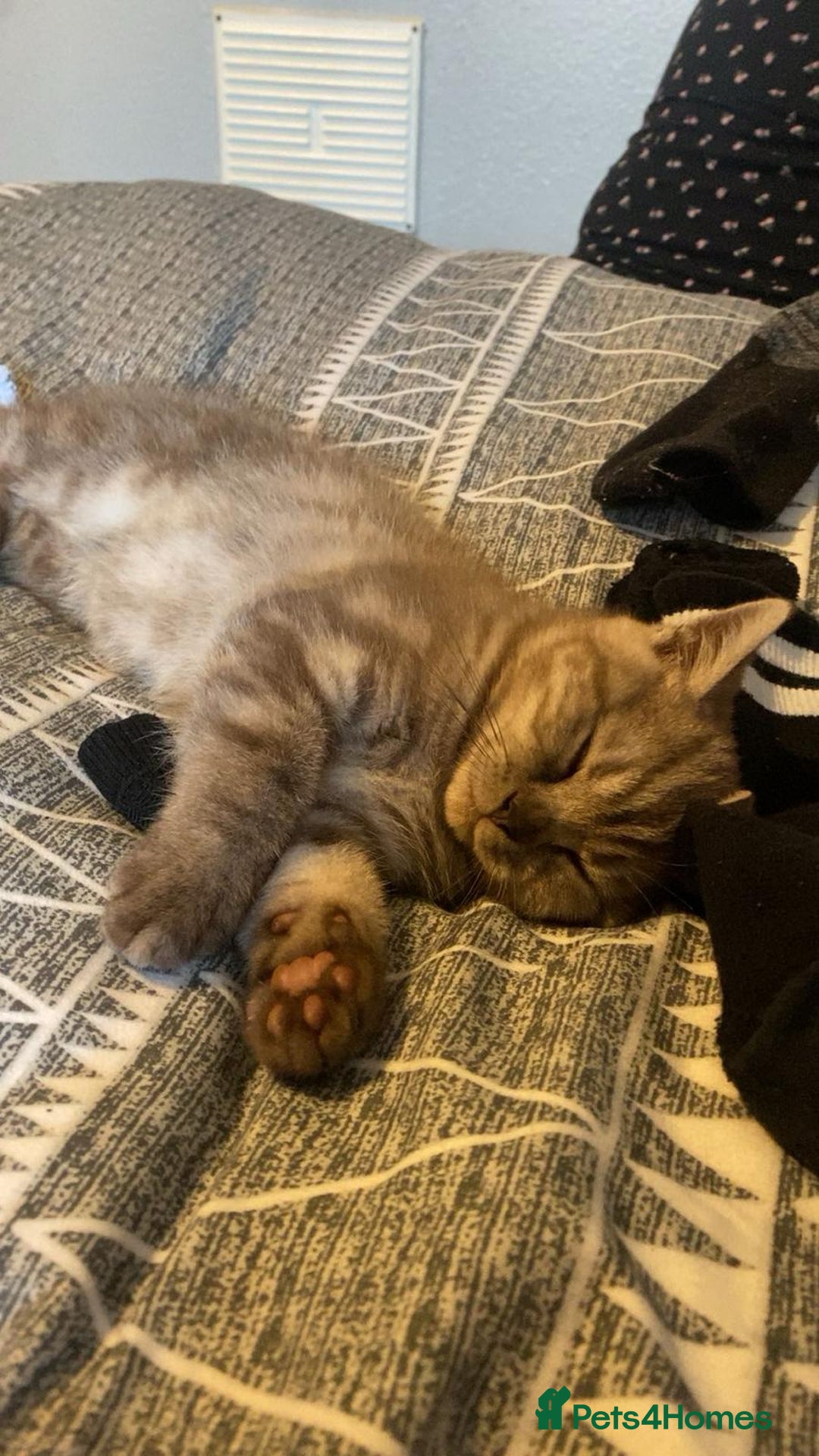 British Shorthair cats for sale: Last beautiful little British short haired boy  - Image 6