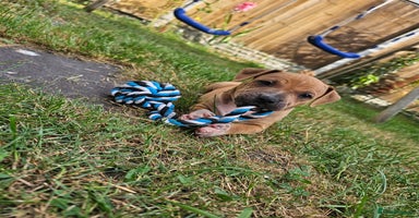 Staffordshire Bull Terrier dogs - Advert 2