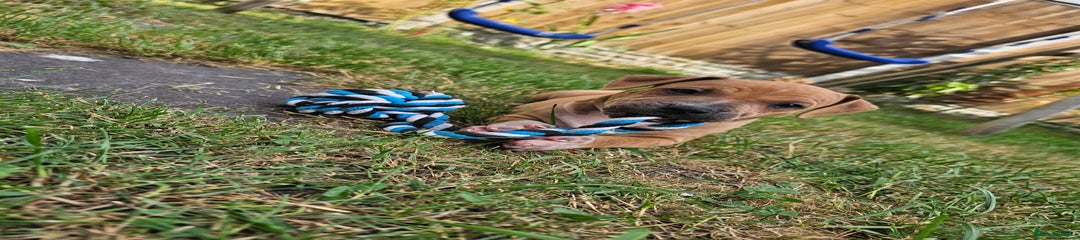 Staffordshire Bull Terrier Puppy 2