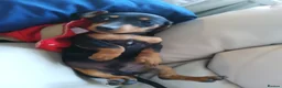 Miniature Dachshund dogs for sale:  boy dachshund Puppie ready to leave  - Advert 20