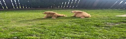 Cavapoo dogs for sale: Toy poodle x cavalier puppies (Cavapoo) in Durham - Advert 11