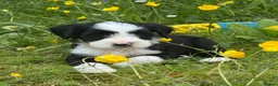 Tibetan Terrier dogs for sale: Stunning KC Reg Tibetan terrier puppies - Advert 3
