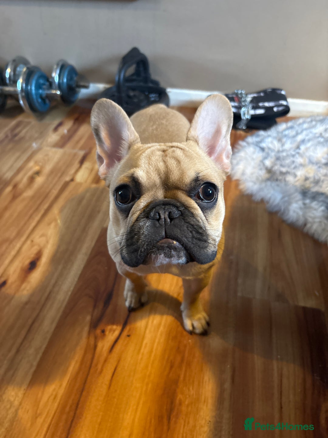 French Bulldog dogs for sale: Brownie  - Advert 1
