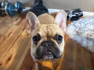 French Bulldog dogs Brownie - Advert 1