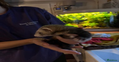 Ferret rodents - Advert 4