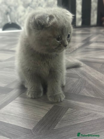 British Shorthair cats British short hair kittens - Advert 1