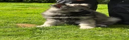 German Shepherd dogs for sale:  Reduced Stunning kcreg long coat GSD pups  - Advert 10