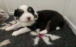 Australian Shepherd dogs for sale: Beautiful Australian Shepherd Puppies, 4 week old. - Image 13