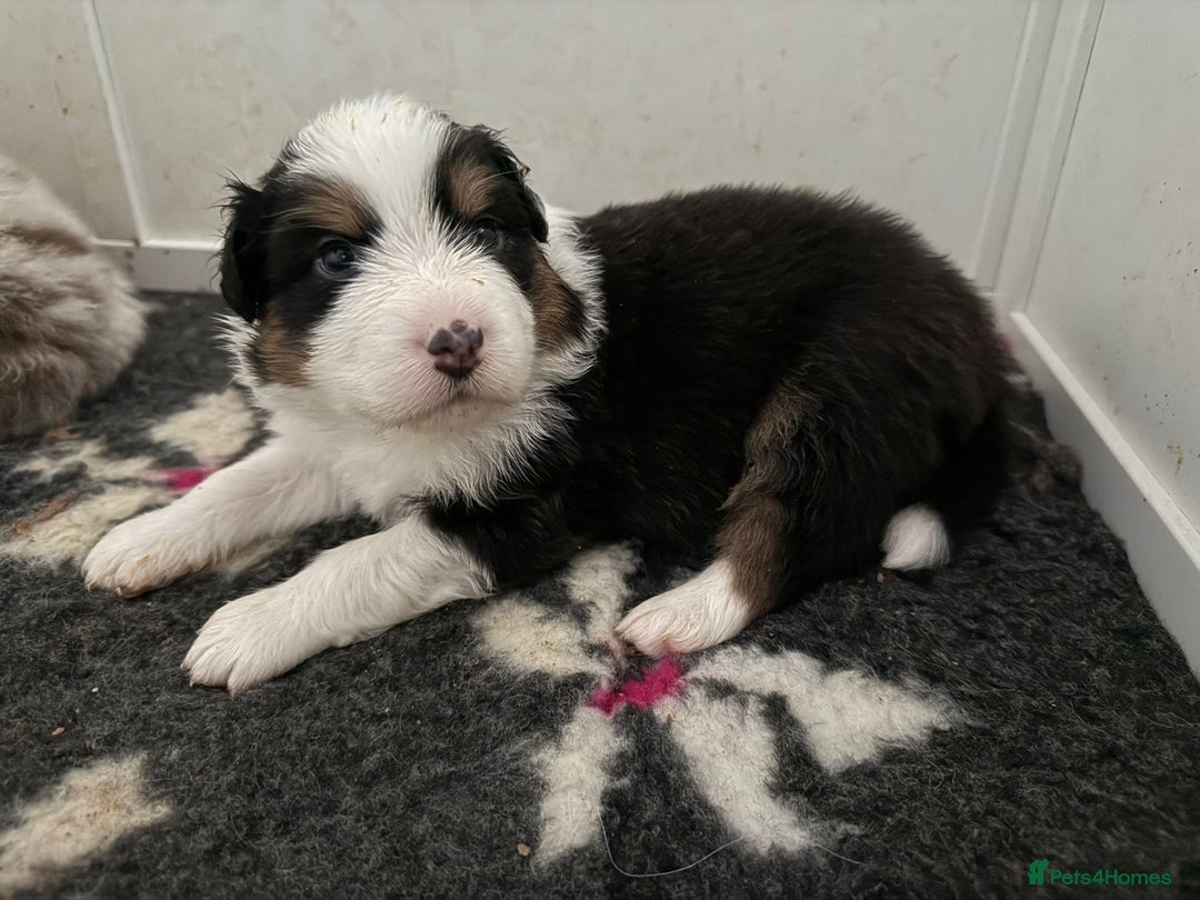 Australian Shepherd dogs for sale: Beautiful Australian Shepherd Puppies, 4 week old. - Image 13