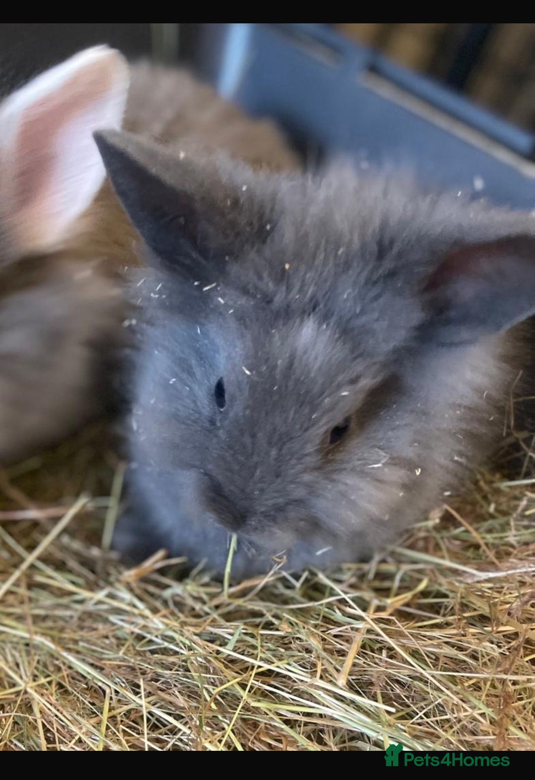 Lionhead rabbits for sale: Baby Lionhead bunnies  - Advert 2