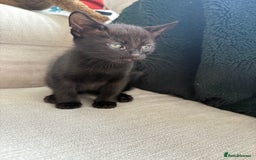 British Shorthair cats for sale: 4 kittens for sale - Image 13