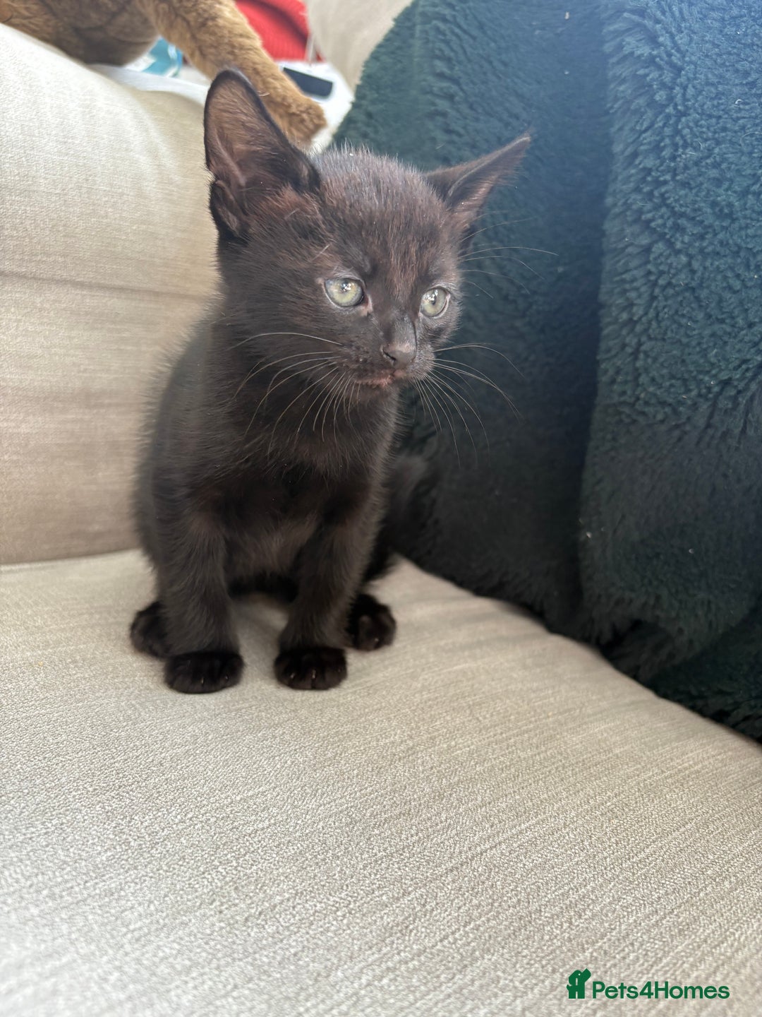 British Shorthair cats for sale: 4 kittens for sale - Image 13