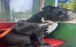 English Bulldog dogs for sale: English bulldog - Image 2