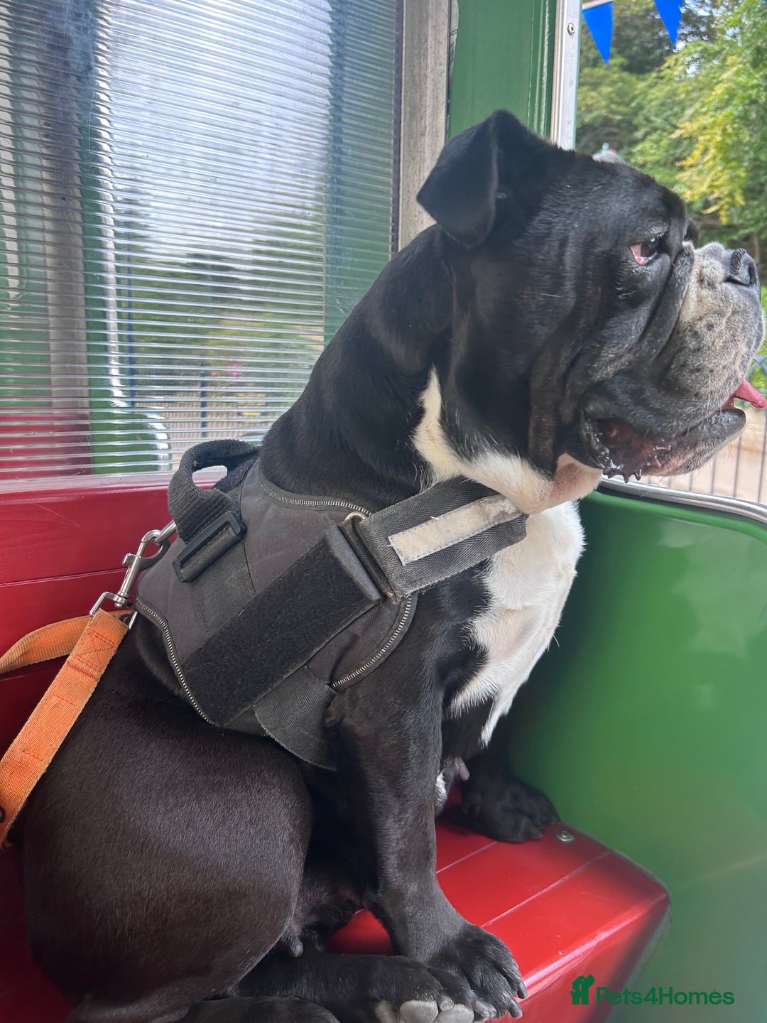 English Bulldog dogs for sale: English bulldog - Image 2