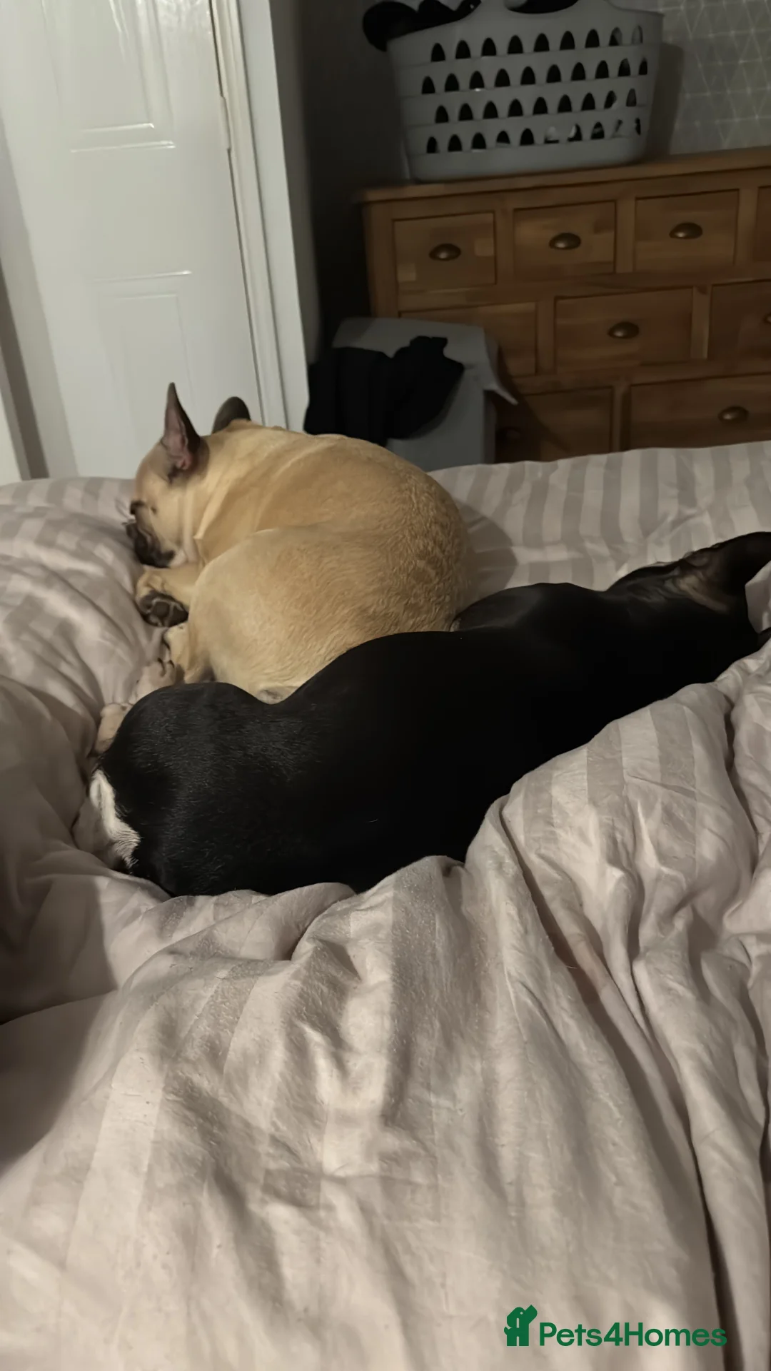 French Bulldog dogs for sale: Looking for forever home - Advert 6