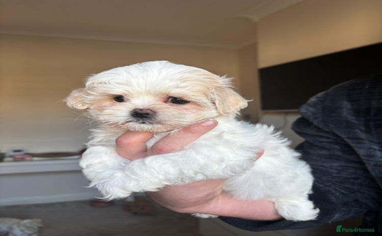 Maltese dogs *READY NOW* Korean Maltese x Malshi puppies 🐾 - Advert 14