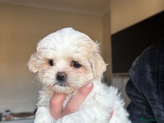 Maltese dogs Adorable Korean Maltese x Malshi puppies 🐾 - Advert 12
