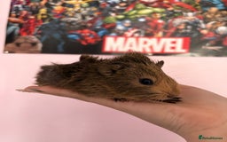 Guinea Pig rodents for sale: baby guinea pigs  - Image 13