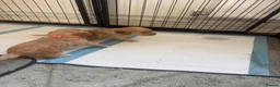Cockapoo dogs for sale: F2 cockapoos in Grimsby - Advert 18