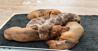 Dachshund dogs - Advert 14