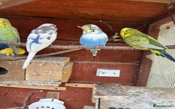 Budgerigars birds for sale: Budgies for sale - Image 8