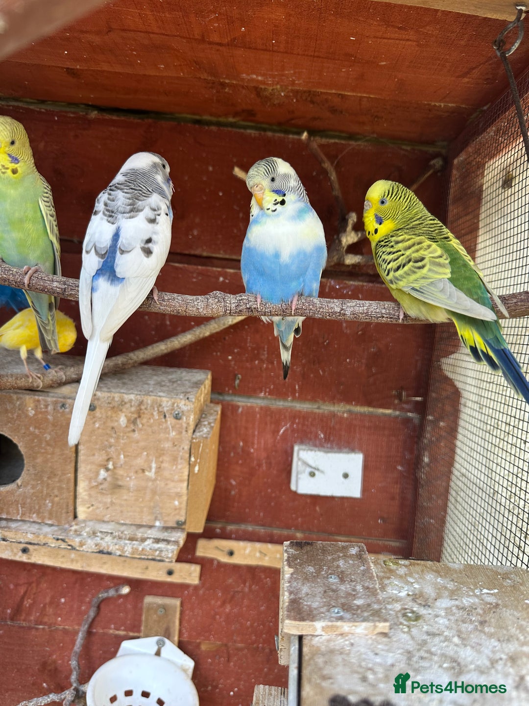Budgerigars birds for sale: Budgies for sale - Image 8