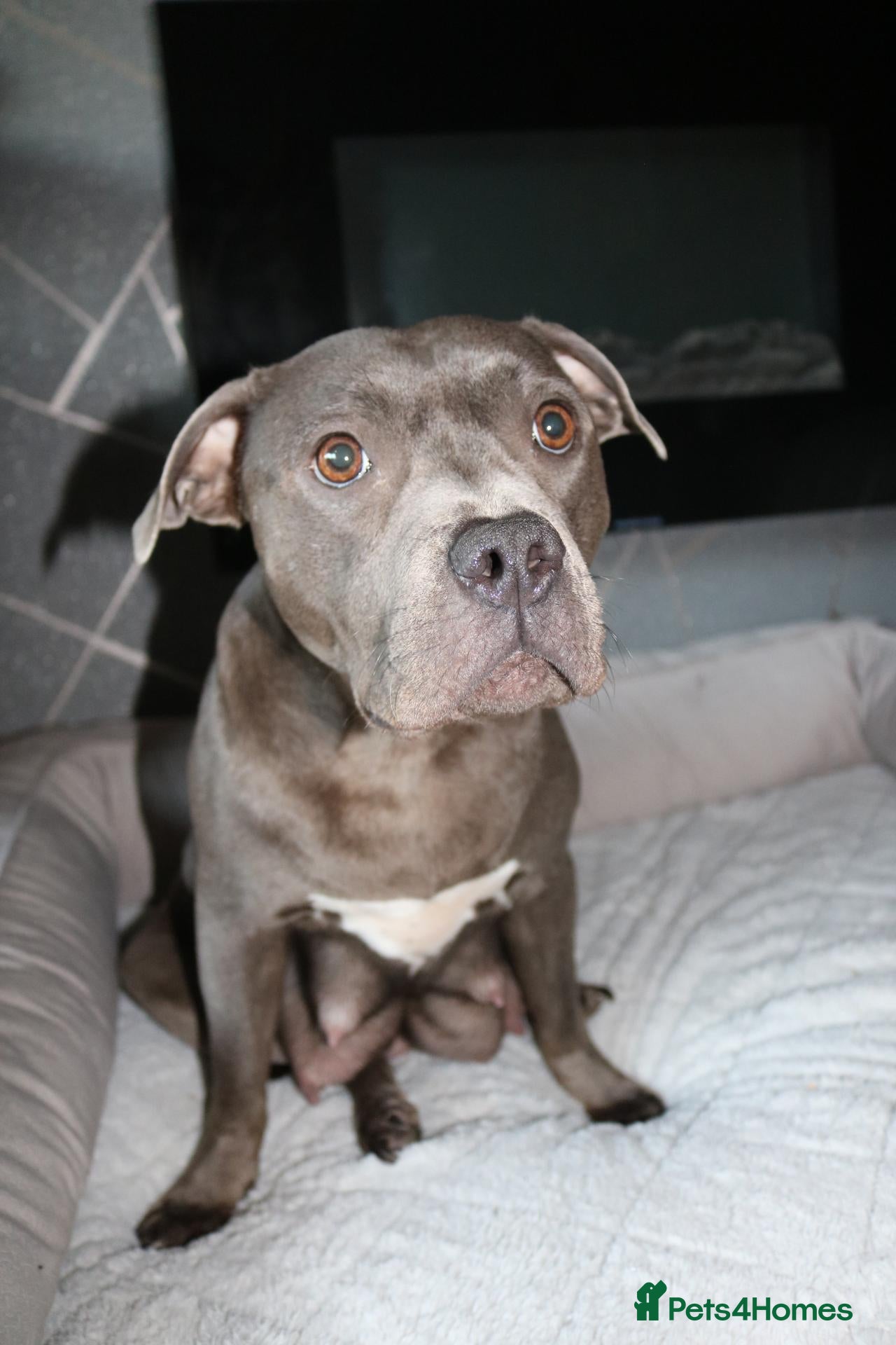 Staffordshire Bull Terrier dogs KC Staffords | Blue & Black | Champion Bloodlines - Advert 2