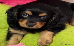 Cavapoo dogs for sale: Cavapoo rare black &tan health tested  - Image 23